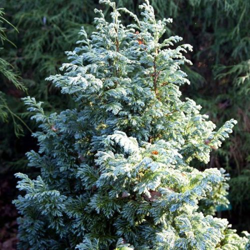 Cyprysik groszkowy BOULEVARD