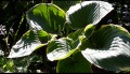 Funkia Hosta SAGAE