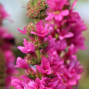 Krwawnica pospolita ROBERT