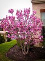 Magnolia LOMBARDY ROSE