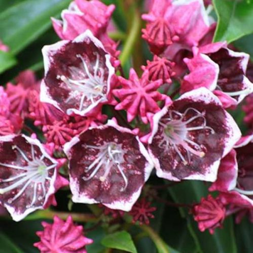 Kalmia szerokolistna KALEIDOSCOPE
