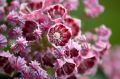 Kalmia szerokolistna KALEIDOSKOP