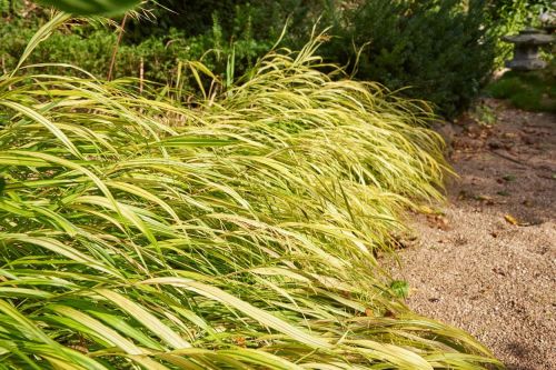 Trawa Hakonechloa smukła MACRA AUREOLA