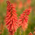 Trytoma Red Hot Popsicle