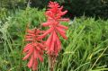 Trytoma Red Hot Popsicle