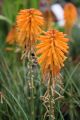 Trytoma groniasta POCO ORANGE