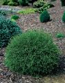 Thuja MR BOWLING BALL