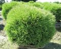 Thuja MR BOWLING BALL