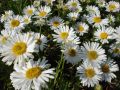 Aster Alpejski WHITE