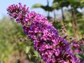 Budleja Dawida BORDER BEAUTY
