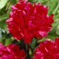 Piwonia Red Magic