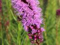 Liatra kłosowa FLORISTAN VIOLET