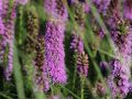 Liatra kłosowa FLORISTAN VIOLET