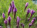 Liatra kłosowa FLORISTAN VIOLET