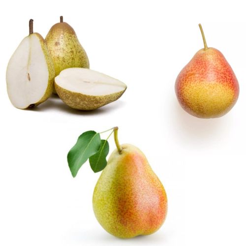 Grusza TRIO - LUKASÓWKA  KLAPSA  XENIA