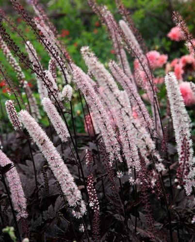 Świecznica Pluskwica Pink Spike