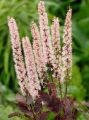 Pluskwica Pink Spike