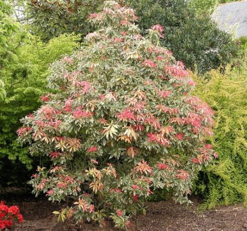Pieris japoński Flaming Silver