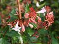 Abelia Wielkokwiatowa