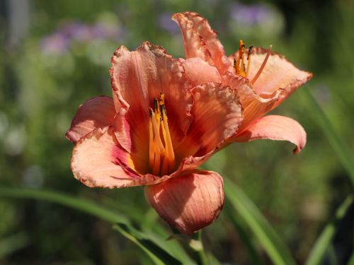 Liliowiec Ogrodowy STRAWBERRY CANDY