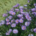 Aster Nowobelgijski Believer Purple
