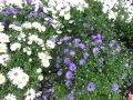 Aster Nowobelgijski Believer Purple