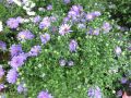 Aster Nowobelgijski Believer Purple