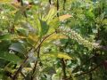 Itea wirginijska Henry's Garnet