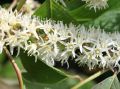 Itea wirginijska Henry's Garnet