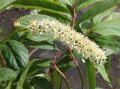 Itea wirginijska Henry's Garnet