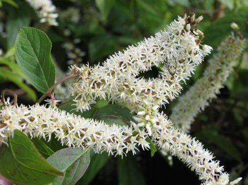 Itea wirginijska Henry's Garnet 