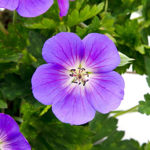 Bodziszek Wallicha BLOOM ME AWAY