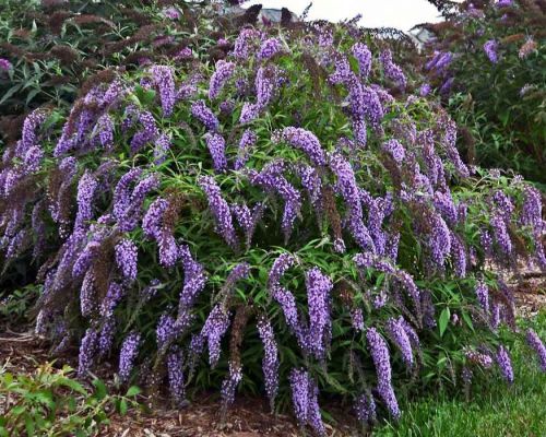 Budleja Dawida 'Wisteria Lane'