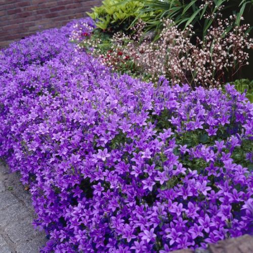 Dzwonek dalamtyński CATHARINA