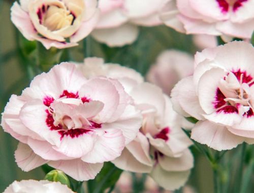 Goździk postrzępiony ANGEL OF VIRTUE