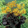 Języczka BRITT MARIE CRAWFORD