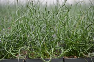 Sit spiralny 'Spiralis'