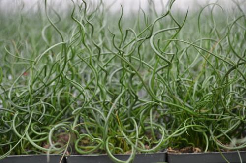 Sit spiralny 'Spiralis'