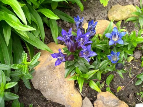 Goryczka siedmiodzielna