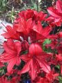 Azalia wielkokwiatowa NABUCCO
