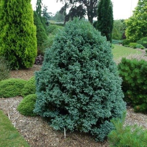 CYPRYSIK GROSZKOWY CURLY TOPS