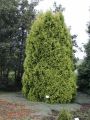 THUJA EUROPE GOLD