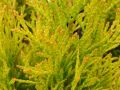 THUJA EUROPE GOLD
