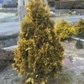 THUJA EUROPE GOLD