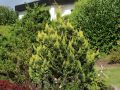 THUJA EUROPE GOLD