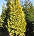 THUJA EUROPE GOLD
