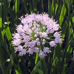 Czosnek lusytański Summer Beauty