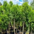 Thuja SZMARAGD formowana