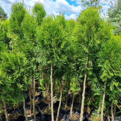 Thuja SZMARAGD formowana