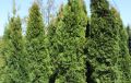Thuja SZMARAGD formowana